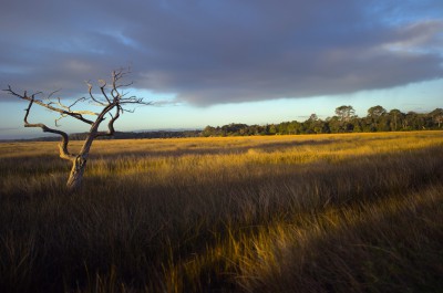 Serengeti 