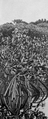 detail of drawing by K Smith