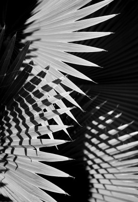 Palmetto Leaf Shadow (2006) by Roland Rose