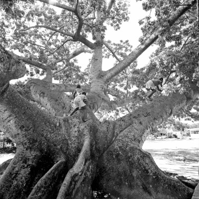 Climbing the Silk Cotton Tree (1975) by Roland Rose