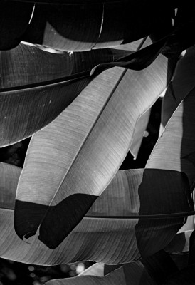 Banana Leaf Shadow (1975) by Roland Rose 